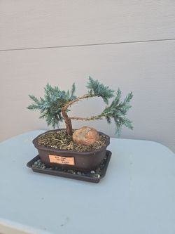 BLUE STAR JUNIPER BONSAI