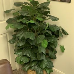 Silk Plant