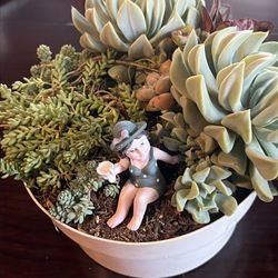 Succulent Arrangement Fully Rooted
