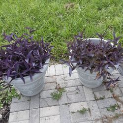 Two Large Flower Pots And Plants