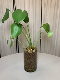 Rooted Monstera Starts (5) In LECA