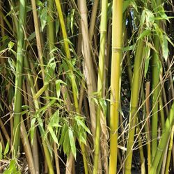Bamboo