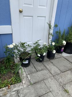 Outdoor rose $12