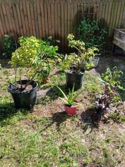 Plants CHEAP!!!