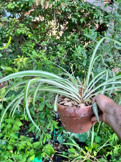 Spider plants for sale