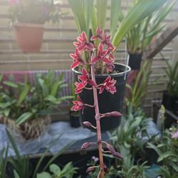 Cymbidium Cascading Pendulous, Blooming 