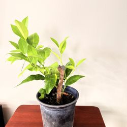 Citrus Lime Plant
