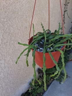 Rhipsalis Paradoxa Plant $40