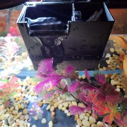 Pecera De 5 Galones  Con Luces Y Decoracion 