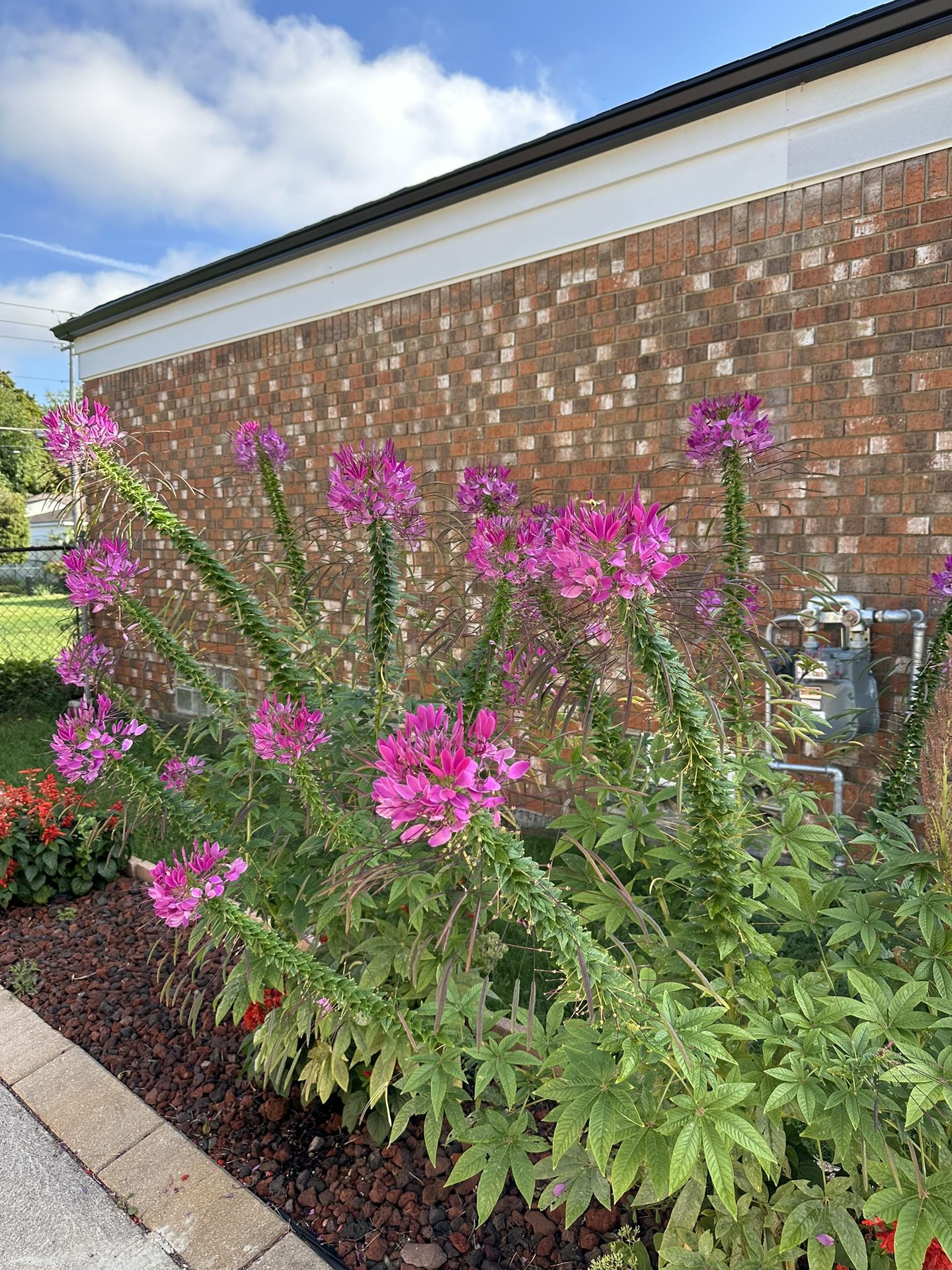 Beautiful indoor outdoor plants $5-$20