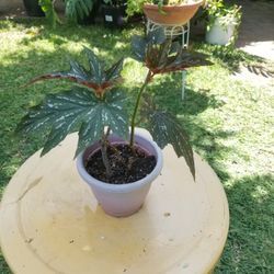 Potted Angel Wing Plant