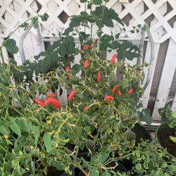 Thai Chili Plant
