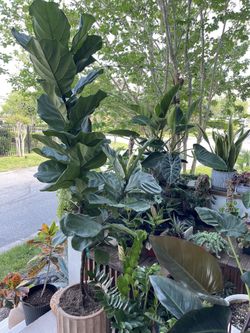 Fiddle leaf Fig Tree