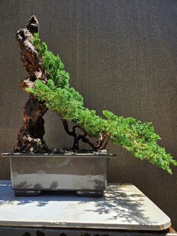 Old Juniper Nana Bonsai Tree