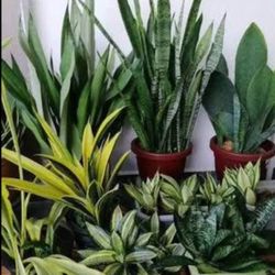 Rare Sansevieria “Parva” | Miniature Snake Plant | Low Light & Drought Tolerant | Air Purifying | Two Sizes Available | $5 Discount For Local PickUp