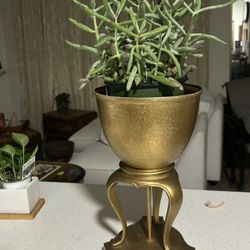 Live Succulent Plant In Gorgeous Gold pot 