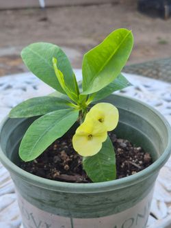 Planta de corona De Cristo