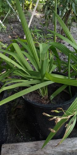 Eleutherine Bulbosa (medicinal plants)