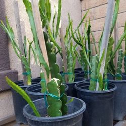 Red Dragon Fruit Plant