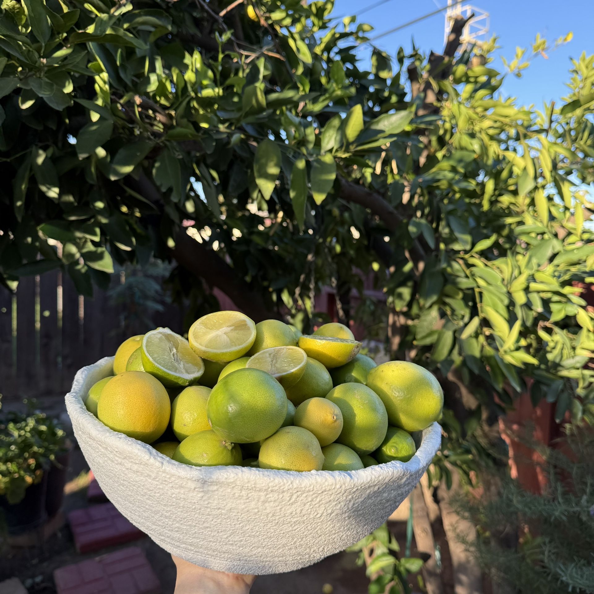 Real Lemons 60 Count