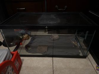bearded dragon tank