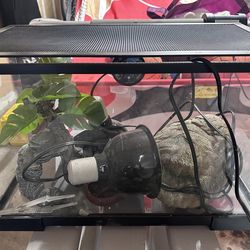 10 Gallon Tank With Heat Lamps