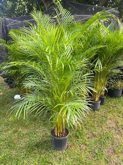 ARECA PALM PLANT ( Good for privacy, accents and garden backdrops!)