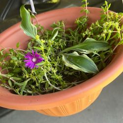 Plants 