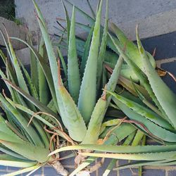12 Aloe Vera Plant Succulents for $18 total. Great Gifts