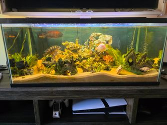 55 gallon aquarium and fish