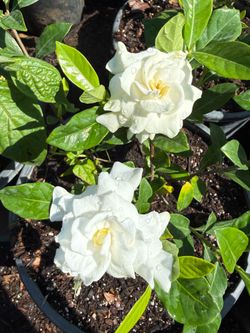 洁白的栀子花 White Gardenia Flowers Loaded with buds in 5 gallon