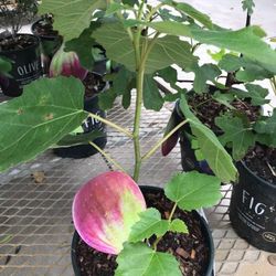 2 Olympian Fig Plants 1 Gallon Fully Grown Self Fruitful 2 Plants Pack
