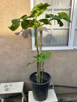 Hoja de Santa