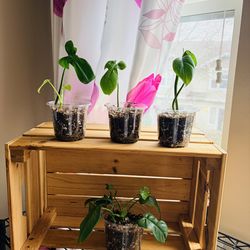 Philodendron Bipennifolium