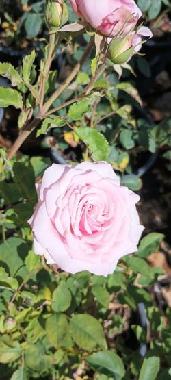Rose plants 🌹