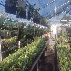 Staghorn Ferns Spanish Moss And Other Plants For Sale See Description