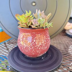 Alive Succulents In Pot
