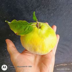 QUINCE $1 EACH