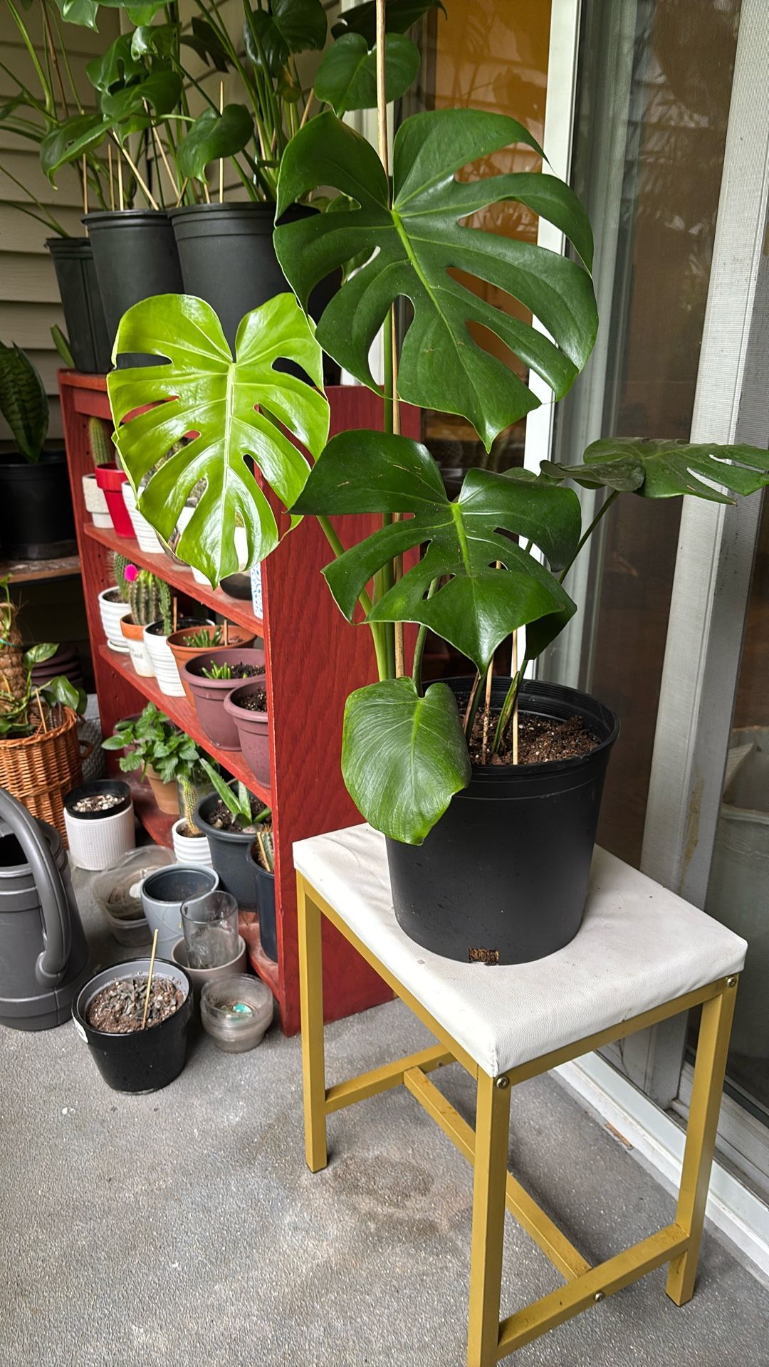 Monteras Plant