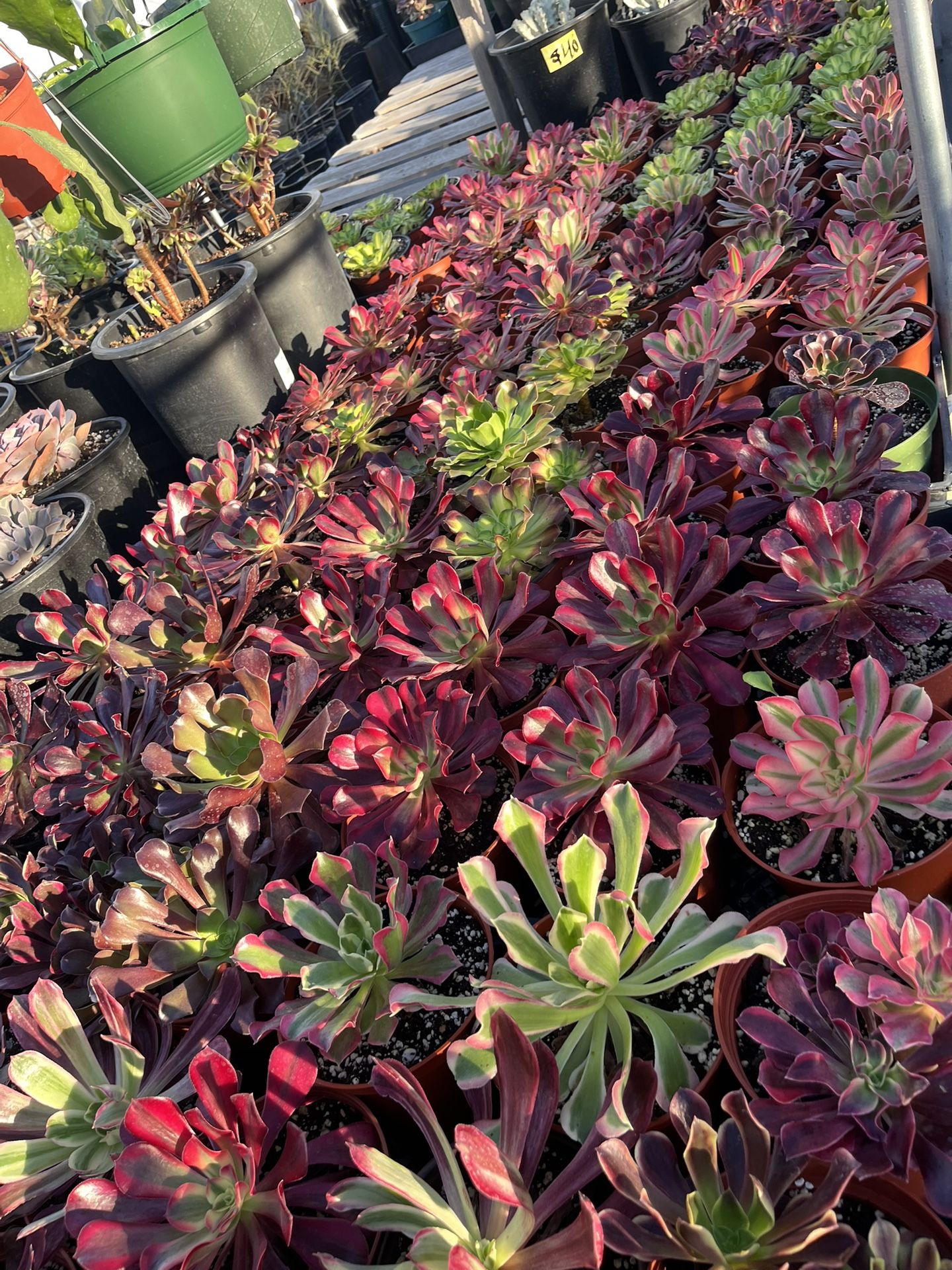 Weekend Sales Korean Aeonium Plants In 6” Pots Only $8 Each 