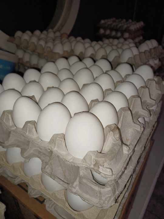 Eggs