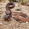 Snake Guy
