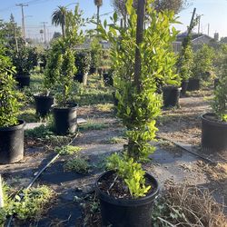 Ficus