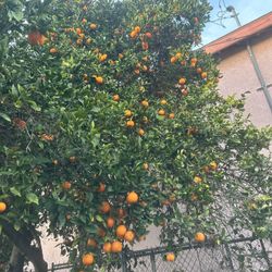 Fresh Cut Oranges