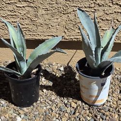 Potted Agave Plants