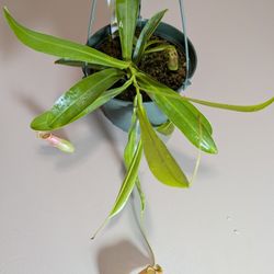 Nepenthes Ventrata Hanging Basket 
