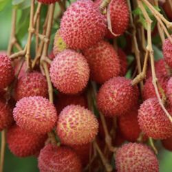 Lychee Litchi Chinesis Vai Thieu Starter Plant 1 Ft Ready To Grow