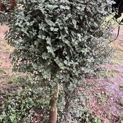 Hanging Basket filled with Beautiful Callisia Repens