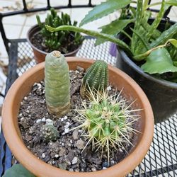 Cactus