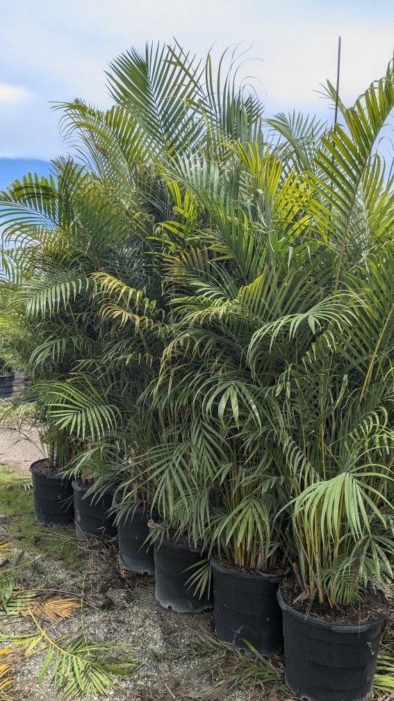 Huge Arecas Over 8 Feet Tall Instant Privacy Hedge For Fence